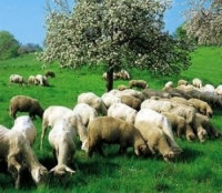 16.Nizip Çalıştayı 26 Eylül 2011 Pazartesi günü yapılacaktır.